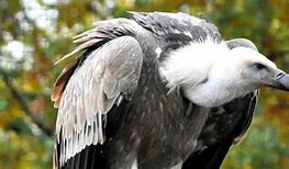 Vulture Awareness Weekend