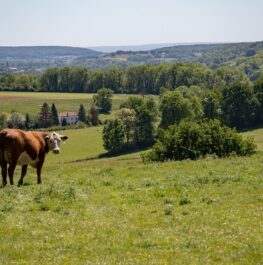 Dutch Mountain Trail (101 km)