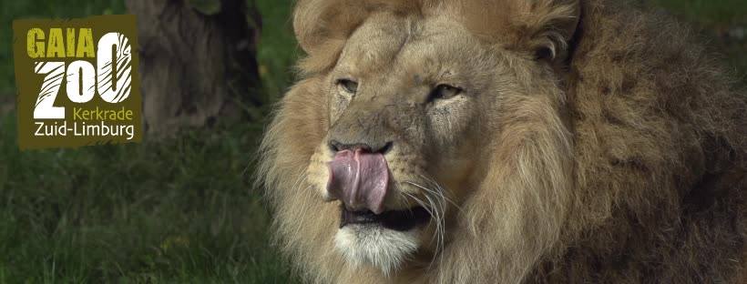 gaia zoo leeuw