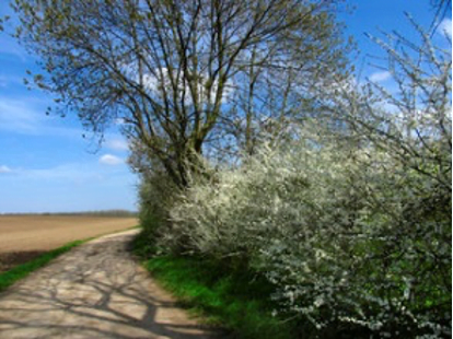 Strade Bianche