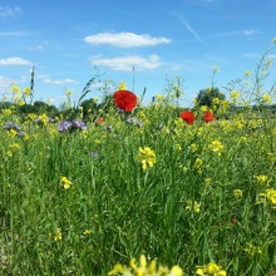 Wilde bloemen