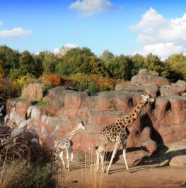 Rondleiding GaiaZOO